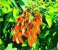 Flor del Ceibo (Seibo)